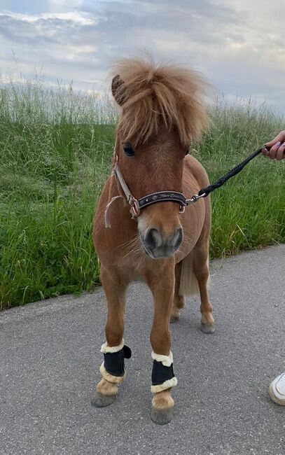 Mini Shetland Pony - Jimi, Maika , Horses For Sale, Vöhringen, Image 3