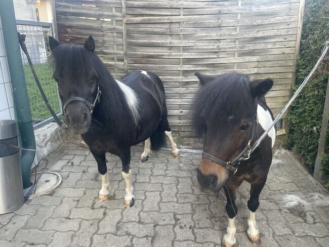 Mini Shetlandpony Stuten, Kerstin, Horses For Sale, Wildon