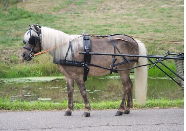 Mini Shetty Fahrgeschirr, Vanessa, Saddle Accessories, Maishofen