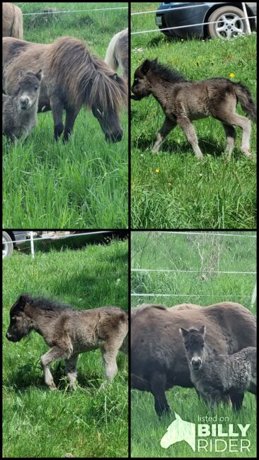 Mini Shetty Stutfohlen in schicker dunkler Jacke, Nadine  (Shettyzucht Frechdachs ), Horses For Sale, Heringen, Image 6