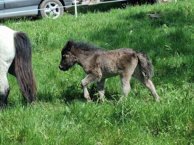 Mini Shetty Stutfohlen in schicker dunkler Jacke, Nadine  (Shettyzucht Frechdachs ), Horses For Sale, Heringen, Image 3