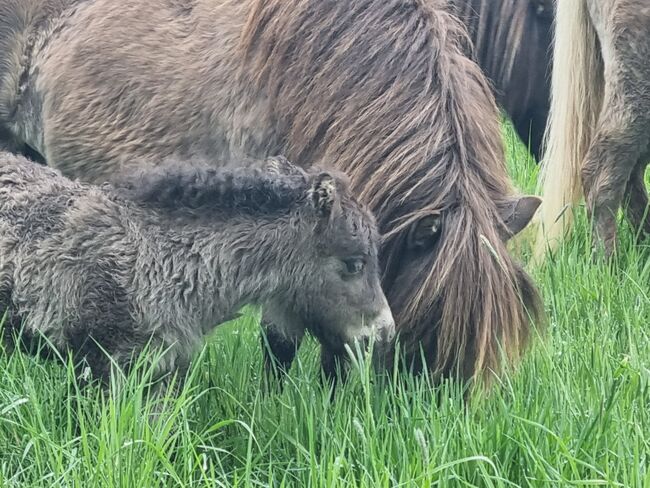 Mini Shetty Stutfohlen in schicker dunkler Jacke, Nadine  (Shettyzucht Frechdachs ), Horses For Sale, Heringen, Image 4