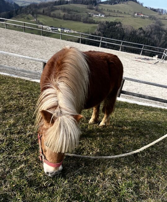 kinderliebes Minishetty, Alexandra Hirtl, Horses For Sale, Randegg, Image 4