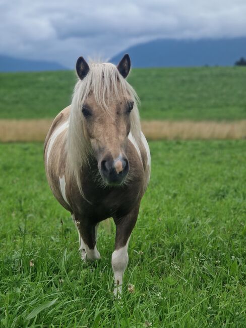 Mini Shetty zu verkaufen, Sophie, Horses For Sale, Gnadenwald 