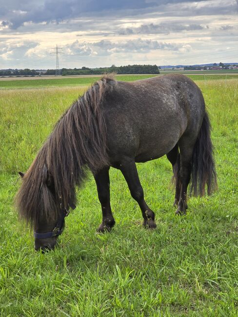 Minishetty Wallach, Nicole, Horses For Sale, Reichertshofen 