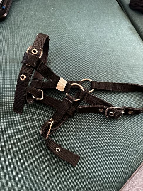 Minishetty Halfter, Shanice Berkholz, Halters, Vaale, Image 4