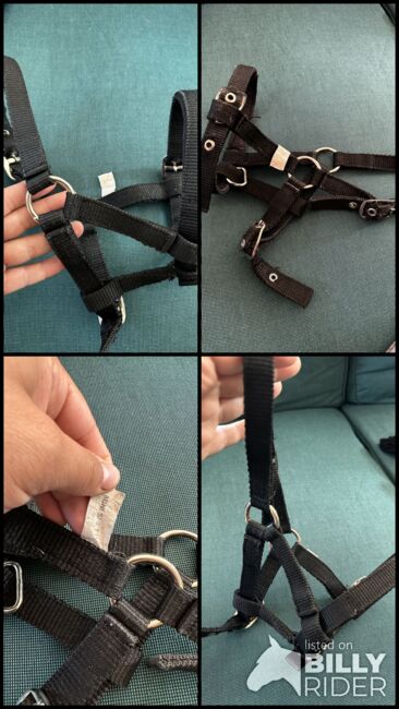 Minishetty Halfter, Shanice Berkholz, Halters, Vaale, Image 5