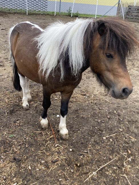 Mini-Shettyhengst 5 Jahre, Sandra Kurz, Horses For Sale, Kleinstelzendorf