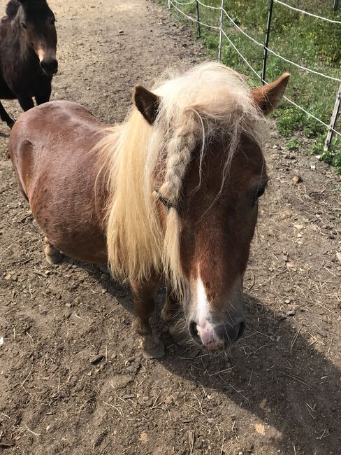 Mini Shetty Hengst, Janina Kefalas, Pferd kaufen, Colbitz , Abbildung 2