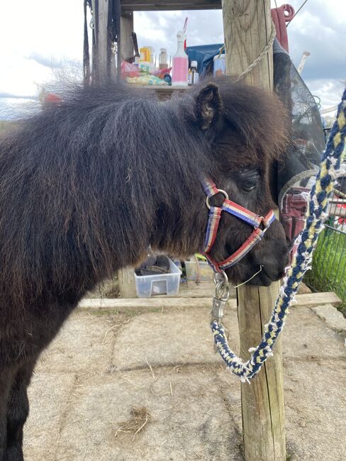 Mini Shetty Hengst Absetzer / Kinderpony / Kutschpony, Alina , Horses For Sale, Koblenz, Image 4