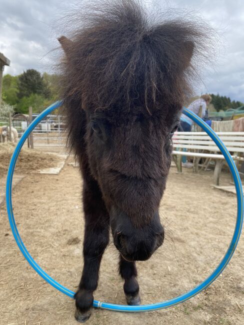 Mini Shetty Hengst Absetzer / Kinderpony / Kutschpony, Alina , Horses For Sale, Koblenz, Image 3