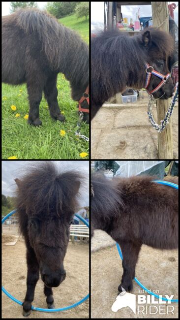 Mini Shetty Hengst Absetzer / Kinderpony / Kutschpony, Alina , Horses For Sale, Koblenz, Image 6