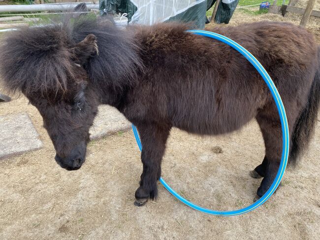 Mini Shetty Hengst Absetzer / Kinderpony / Kutschpony, Alina , Horses For Sale, Koblenz, Image 2