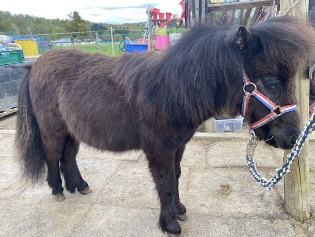 Mini Shetty Hengst Absetzer / Kinderpony / Kutschpony, Alina , Horses For Sale, Koblenz, Image 5
