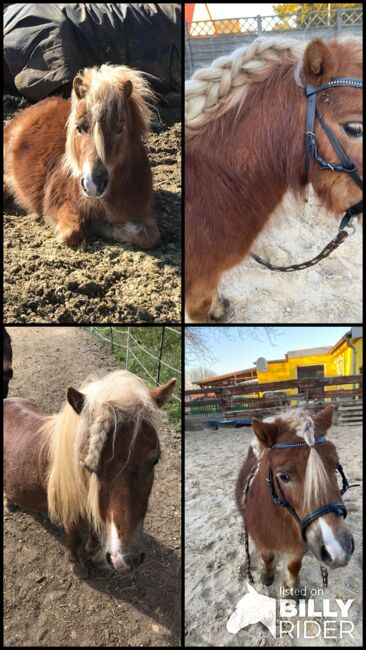 Mini Shetty Hengst, Janina Kefalas, Horses For Sale, Colbitz , Image 5