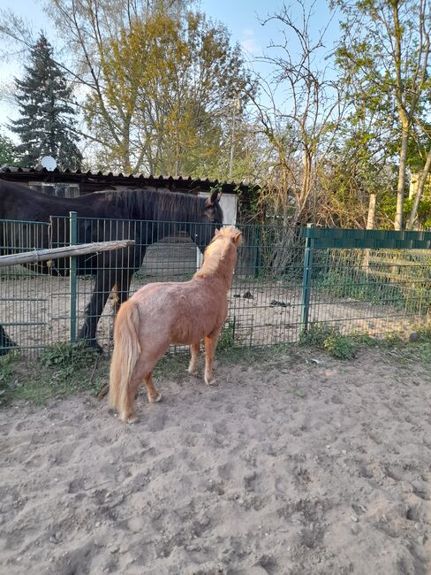 Mini Shetty, Jessica Schotanus , Horses For Sale, Bergisch Gladbach, Image 3
