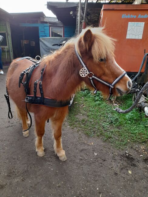 Mini Shetty, Jessica Schotanus , Horses For Sale, Bergisch Gladbach, Image 4