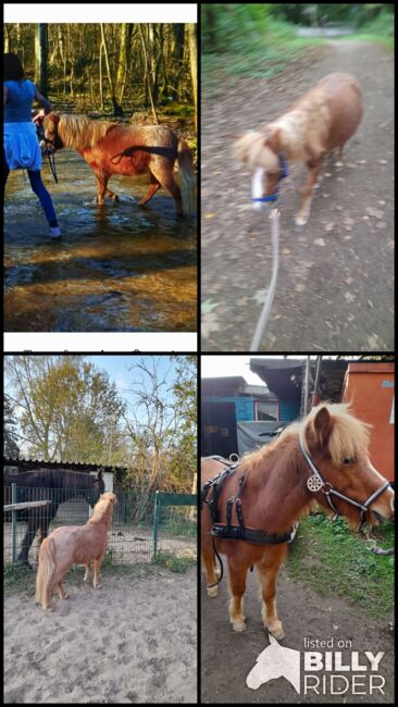 Mini Shetty, Jessica Schotanus , Horses For Sale, Bergisch Gladbach, Image 6
