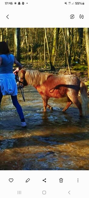 Mini Shetty, Jessica Schotanus , Horses For Sale, Bergisch Gladbach
