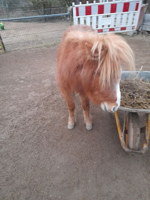 Mini Shetty, Jessica Schotanus , Horses For Sale, Bergisch Gladbach, Image 5