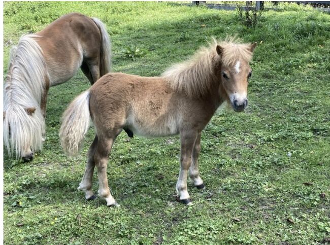 Mini Shetty, Corina Schwarz, Konie na sprzedaż, Fliess