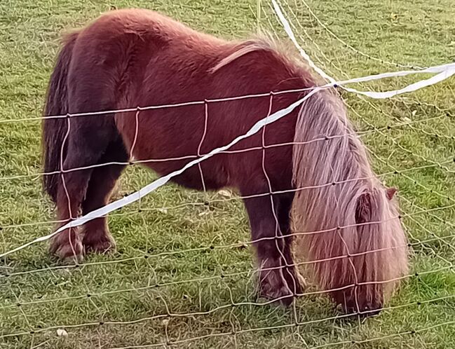 Minishetty Stute, Steffen Gürke , Horses For Sale, Arnsdorf