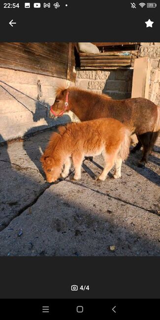 Minishetty Stute, R.J., Horses For Sale, Friedland