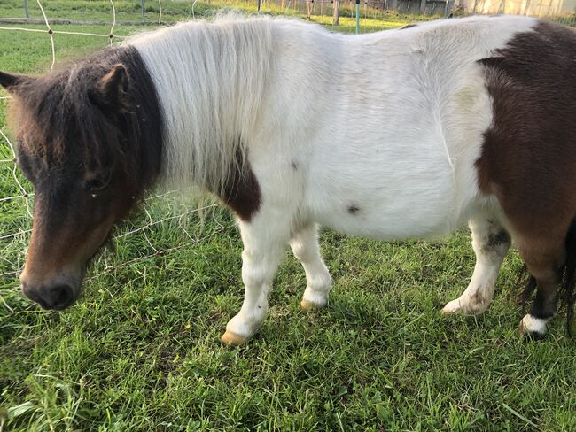 Minishetty Stute, Peter Sigrüner, Horses For Sale, Unterneukirchen, Image 2