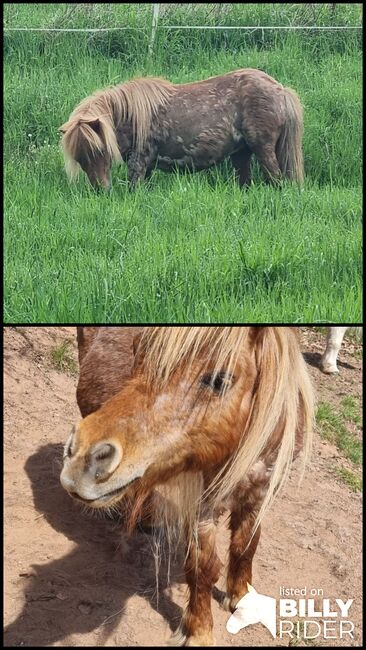 Mini Shetty Stute als Beisteller, Nadine  (Shettyzucht Frechdachs ), Horses For Sale, Heringen, Image 3