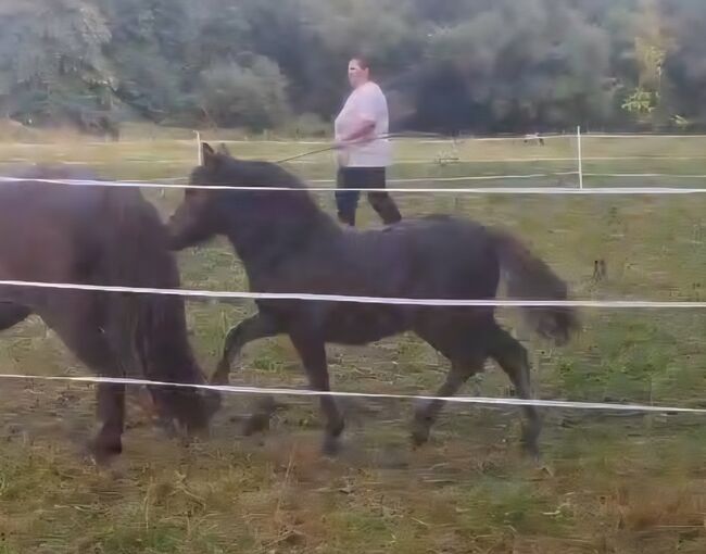 Mini Shetty Stutfohlen in schicker dunkler Jacke, Nadine  (Shettyzucht Frechdachs ), Horses For Sale, Heringen, Image 2