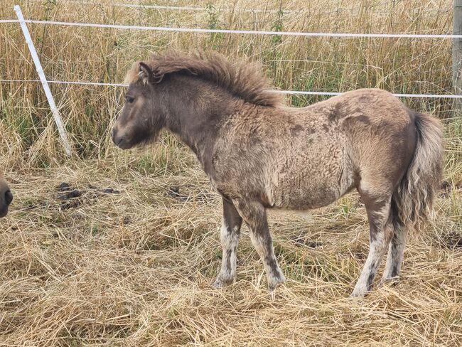 Mini Shetty Stutfohlen in schicker dunkler Jacke, Nadine  (Shettyzucht Frechdachs ), Horses For Sale, Heringen