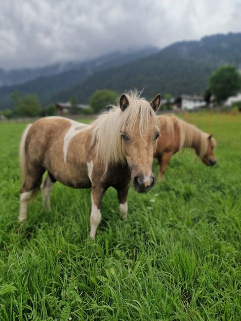 Mini Shetty zu verkaufen, Sophie, Konie na sprzedaż, Gnadenwald , Image 4