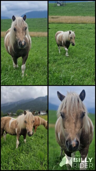 Mini Shetty zu verkaufen, Sophie, Konie na sprzedaż, Gnadenwald , Image 5