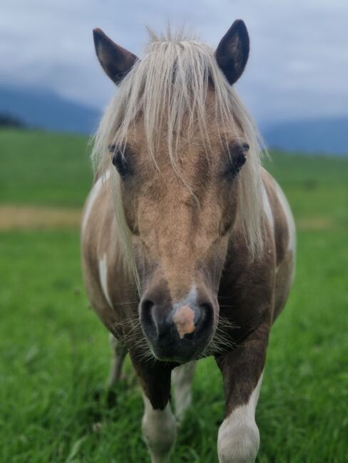 Mini Shetty zu verkaufen, Sophie, Konie na sprzedaż, Gnadenwald , Image 3