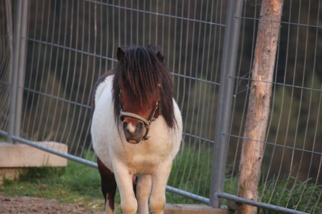 Minishetty Peppito, Scherer A., Horses For Sale, Irdning-Donnersbachtal