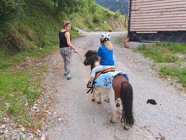 Minishetty Peppito, Scherer A., Konie na sprzedaż, Irdning-Donnersbachtal, Image 2