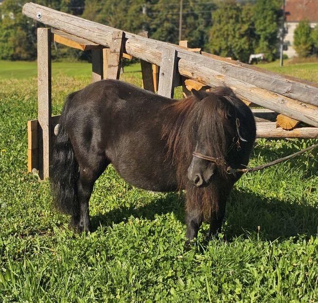Mini Shetty Rosalina, Denise, Horses For Sale, Aurolzmünster 