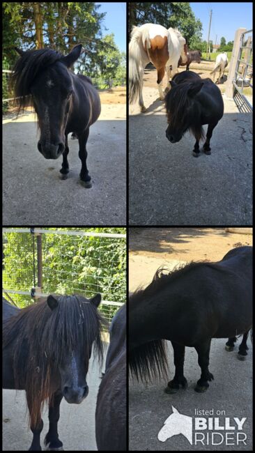 Mini Shetty Rosalina, Denise, Horses For Sale, Aurolzmünster , Image 5