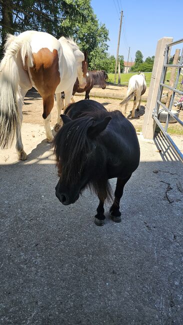 Mini Shetty Rosalina, Denise, Horses For Sale, Aurolzmünster , Image 3