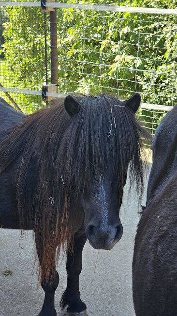 Mini Shetty Rosalina, Denise, Horses For Sale, Aurolzmünster , Image 2
