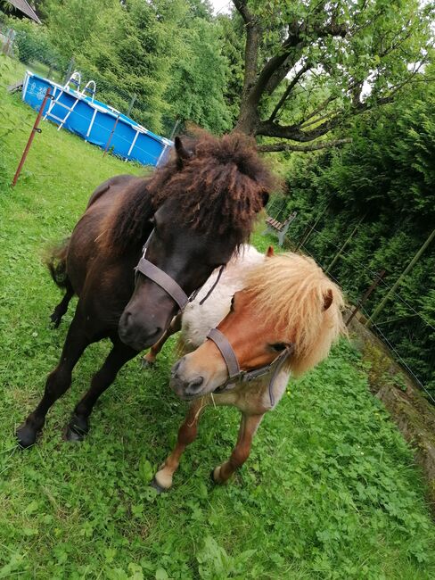 Minishetty Mini-Shetlandpony Pony Mini Shetty Freizeitpony, Julia Stahl, Horses For Sale, Bleicherode, Image 3