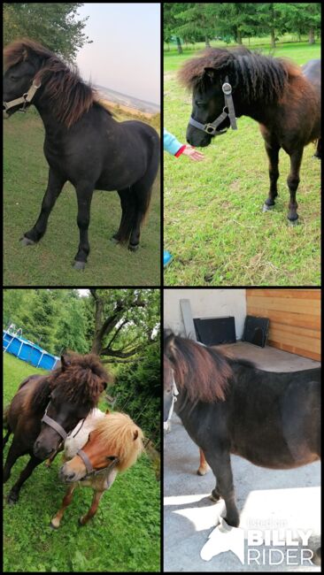 Minishetty Mini-Shetlandpony Pony Mini Shetty Freizeitpony, Julia Stahl, Horses For Sale, Bleicherode, Image 6