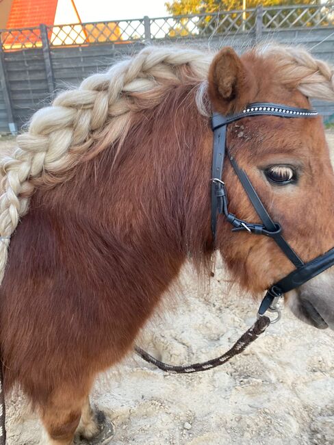 Mini Shetty Hengst, Janina Kefalas, Konie na sprzedaż, Colbitz , Image 4