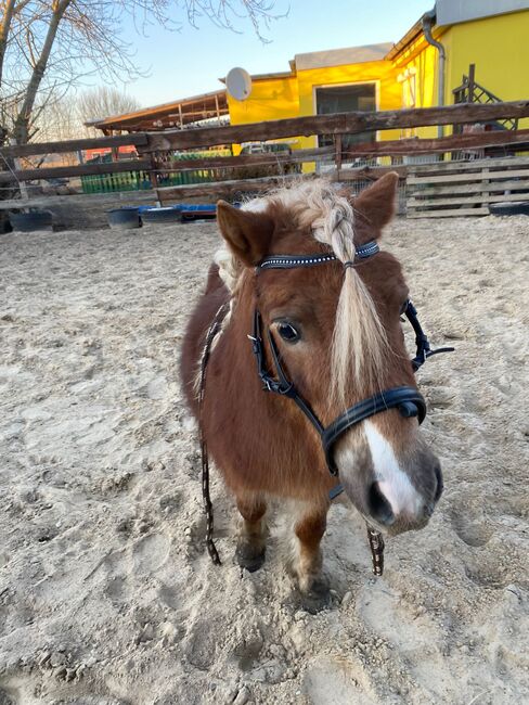 Mini Shetty Hengst, Janina Kefalas, Konie na sprzedaż, Colbitz , Image 3