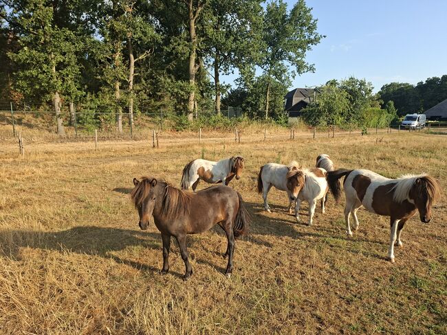 Mini stute, Hennie, Pferd kaufen, Neerkant