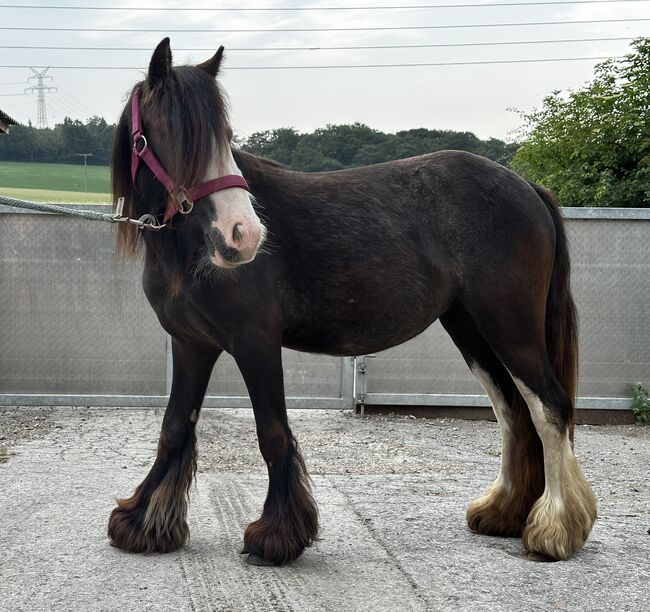Mini Tinker Stute Tinkerstute 2 jährig, Jenny, Horses For Sale, Velbert