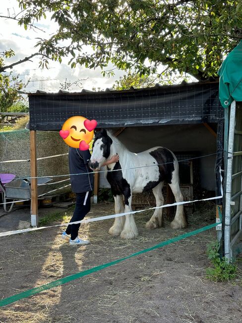 Mini Tinkerstute, Privat, Horses For Sale, Mülheim-Kärlich , Image 7