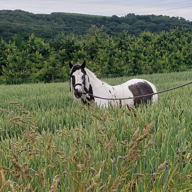 Mini Tinkerstute, Privat, Horses For Sale, Mülheim-Kärlich , Image 9