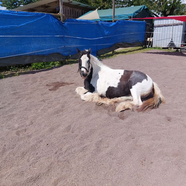 Mini Tinkerstute, Privat, Horses For Sale, Mülheim-Kärlich , Image 3