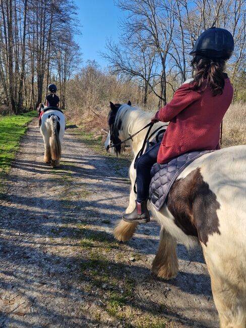 Mini Tinkerstute, Wiebke Weidner , Horses For Sale, Reichardtswerben, Image 3